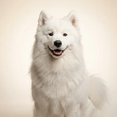 A pure white Samoyed, as drawn for Rosette